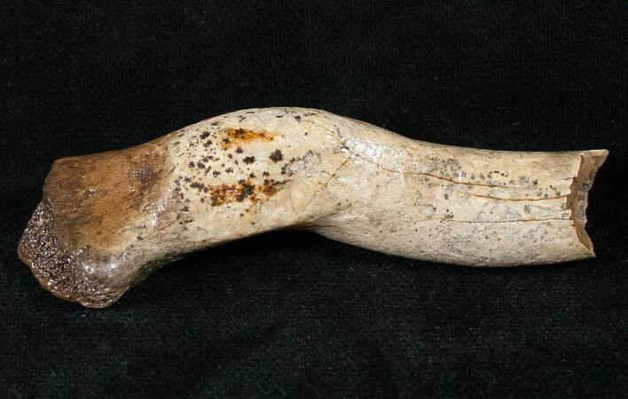 Bargain Dinosaur Bone - Partial Theropod Toe? #13995